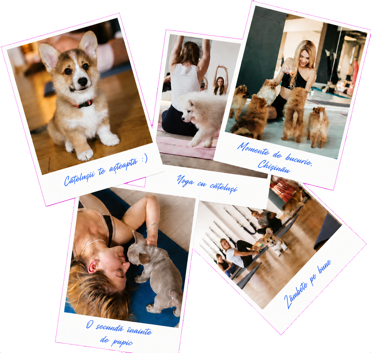 Puppy yoga at Lăbuțe